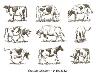 drawing cows grazing in the meadow and jumping