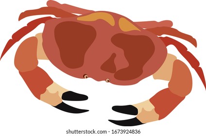 Zeichnung einer Krabbe, Illustration, Vektorillustration auf weißem Hintergrund.
