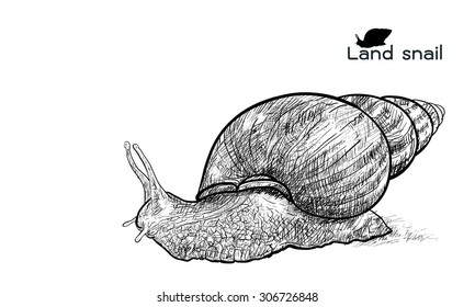 Drawing of crawling land snails  on with white background