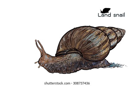 Drawing of crawling land snails on white background