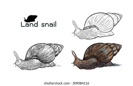 Drawing of crawling land snails on white background