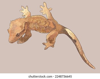 Drawing Crested gecko  brown  small  art illustration  vector