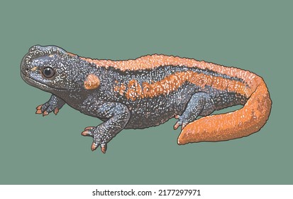 Drawing Crocodille salamander, rare, endengared, art.illustration, vector