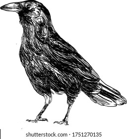 drawing of crow bird in vintage line art style vector black and white