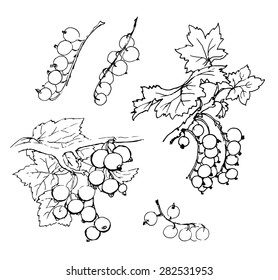 A drawing of currant: set of berries with leaves and branches. Black pen drawing on white background. Vector illustration.