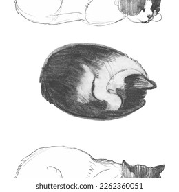 Drawing of a cute cat. Realistic image of an animal. Seamless vector cute pattern with pet. Print for nursery
