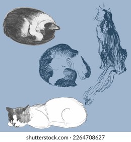 Dibujo de un lindo gato. Imagen realista de un animal. Imprimir para guardería
