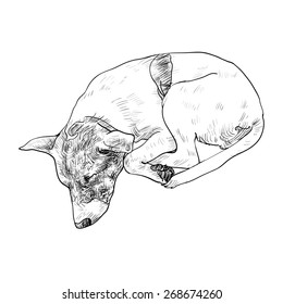 Drawing of cute dog sleeping 