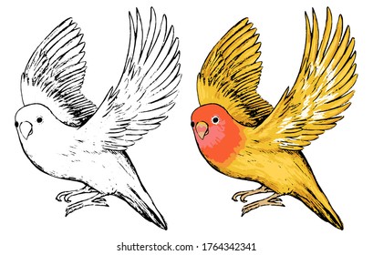 Lovebirds Drawing Hd Stock Images Shutterstock These flying creatures have all the characteristics that an artist need to draw inspiration from. https www shutterstock com image vector drawing cute flying lovebird realistic sketch 1764342341
