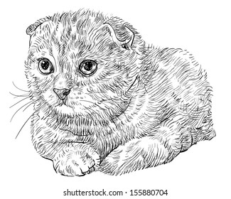 Drawing of cute Scottish Fold cat.