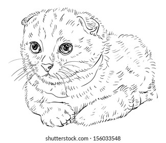 Drawing of cute Scottish Fold cat.