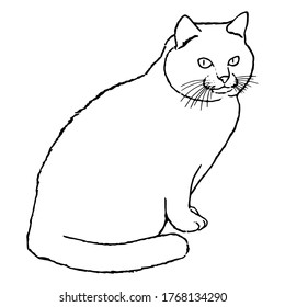 Drawing of a cute sitting cat that looks at us with big eyes. Black and white illustration of an animal. Realistic image of an animal. Vector isolated illustration of a character. Drawing. Stock art