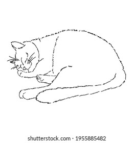 Drawing of a cute sleeping cat with his paw under his cheek. Black and white illustration of an animal. Realistic image of an animal. Stock vector illustration. Linear style. Fluffy animal