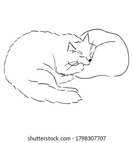 Drawing of a cute sleeping cat lying with its cheek on the pillow. Black and white illustration of an animal. Realistic image of an animal. Vector isolated characters line drawing illustration. Stock