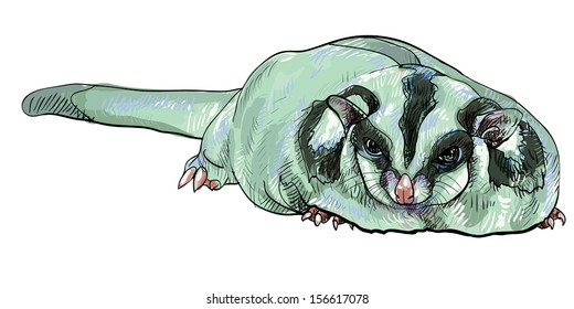 Drawing of cute Sugar Glider (Petaurus Breviceps)