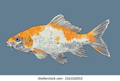 Drawing cyprinus robrofuscus, exotic, art.illustration, vector