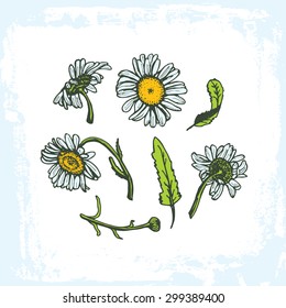 drawing daisies on a white background set of flowers leaves branches, grunge frame on white background. Vector