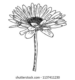 Drawing daisy flower. Floral hand drawn botanical element illustration. Vector.