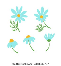 Drawing of Daisy's flower. Vector hand-drawn floral object. A set of chamomile. A wild botanical garden is blooming. Great for tea packaging, labels, badge, greeting cards, décor