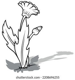 Drawing Of A Dandelion With A Bud - Cartoon Illustration Isolated On White Background, Vector