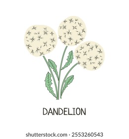 drawing of a dandelion. sketch, linear drawing, design element for postcards, tags. A spring flower on a white background. Medicinal herb.