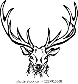 The drawing of deer head. The Isolated graphic illustration on a white background. 