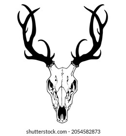 drawing of a deer skull with antlers on a white background