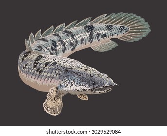 dibujo delhezi bichir, pez depredador, art.ilustración, vector