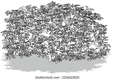 Drawing of a Dense Tropical Bush - Cartoon Illustration Isolated on White Background, Vector