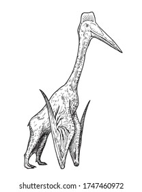 Drawing of dinosaur - hand sketch of hatzegopteryx, black and white illustration