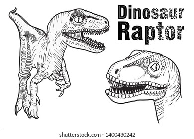Drawing Dinosaurs Raptor on white background, vector illustration