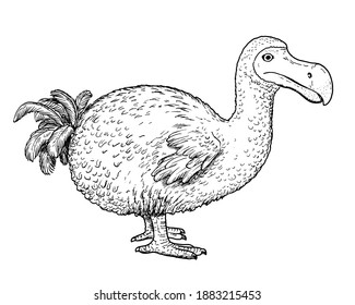 Drawing of Dodo dront - hand sketch of extinct bird