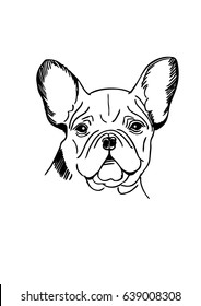 Drawing a dog with a black outline, a pet sketch. French Bulldog