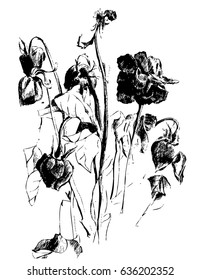A drawing of dried roses