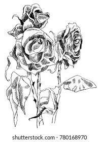 A drawing of dried roses. black and white picture