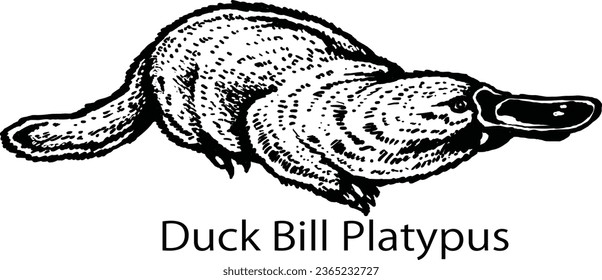 A Drawing of duck bill platypus sketch vector illustrations. 