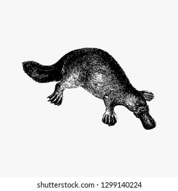 Drawing of duck-billed platypus