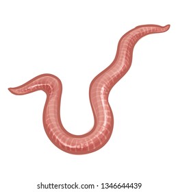 Drawing Of An Earthworm Vector Illustration