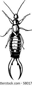 Drawing of an Earwig, can be used for anything.