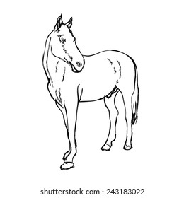 Drawing of elegance horse on white background