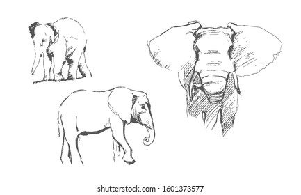 Drawing of elephants on a white background. Set with vector elephants. Sketch, drawing by hand.