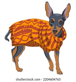 Drawing of an English toy terrier in an orange blanket. Vector illustration.