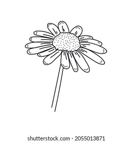 Drawing, engraving, ink, line art, linear, vector illustration oxeye daisy icon sketch in silhouette on a white background.