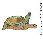 Drawing  European marsh turtle (Emys orbicularis) vector illustration, poster. Logo, postcard, advertising card,  print.
