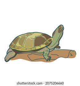 Drawing  European marsh turtle (Emys orbicularis) vector illustration  poster  Logo  postcard  advertising card   print 

