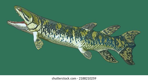 Zeichnen eusthenopteron, Raubfisch, Riese, art.grafik, Vektorgrafik