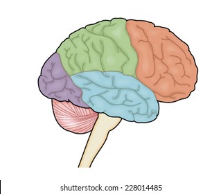 Drawing of the external brain showing the named lobes. Created in Adobe Illustrator.  Contains transparencies.  EPS 10.