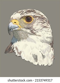 Drawing Falcon bird head, exotic, art.illustration, vector