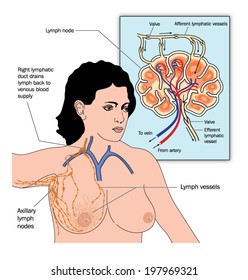 Drawing Of Female Breast Lymph Drainage -- Labelled