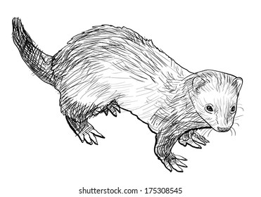 Drawing of ferret ,a mammal belonging to the weasel genus of the family Mustelidae.